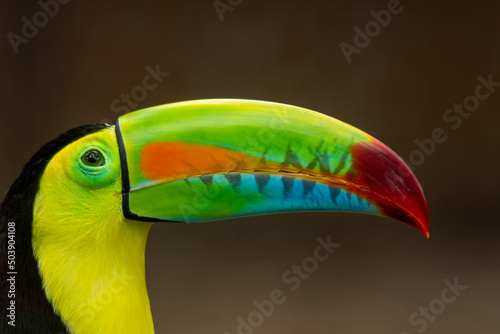 Keel-billed Toucan (Ramphastos sulfuratus) head shot showing the colourful beak, Colombia. © Amaiquez