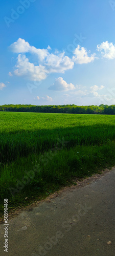 Wheat field under a blue sky
