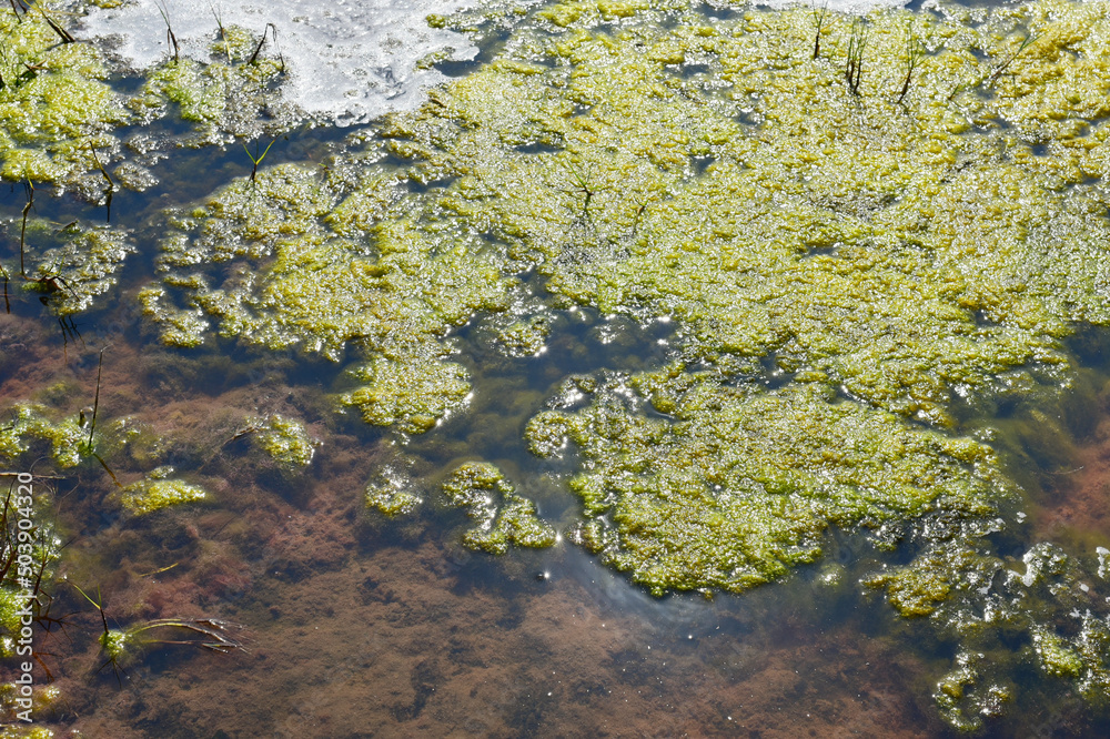 Algae blooming in the pond