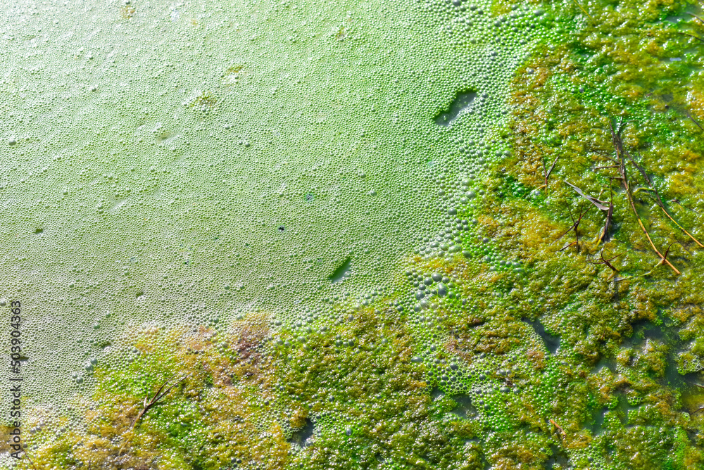 Algae blooming in the pond Algae blooming in the pond