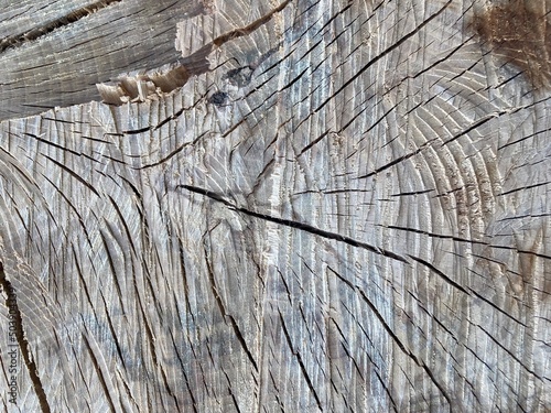 the cut slice of a tree trunk with interesting patterns and spots