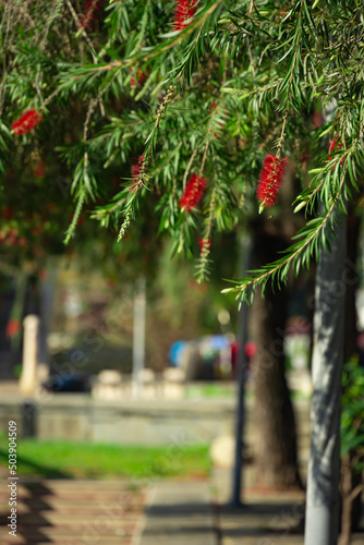 blooming bottlebush flower in Spring  in a sunny morning at vertical composition photo