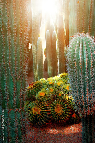 Cactus in the Mexican desert. Baja California sur. Mexico. photo