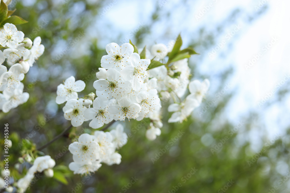 Branch of beautiful blossoming tree outdoors, closeup. Spring season Branch of beautiful blossoming tree outdoors, closeup. Spring season