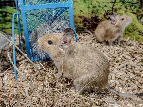 degu squirrels in a pen - animals photo