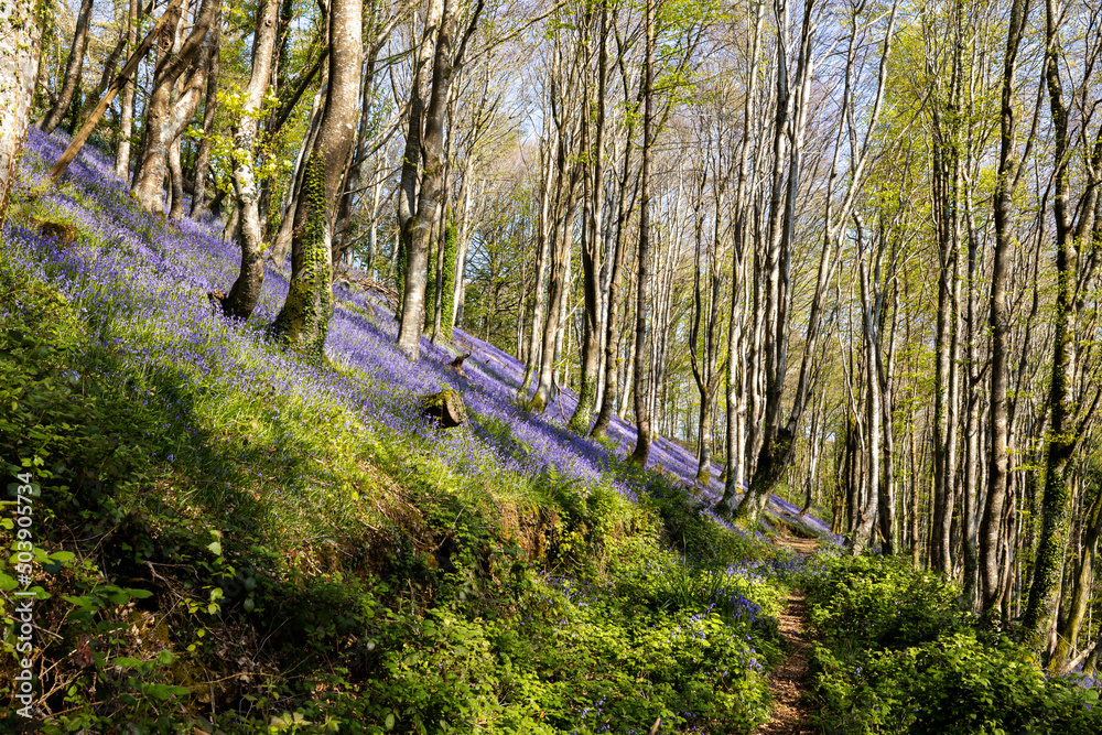 Bluebels in Sandplace Woods looe Cornwall Bluebels in Sandplace Woods looe Cornwall
