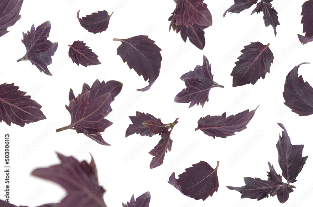 Obraz premium Purple Dark basil flying on white isolated background