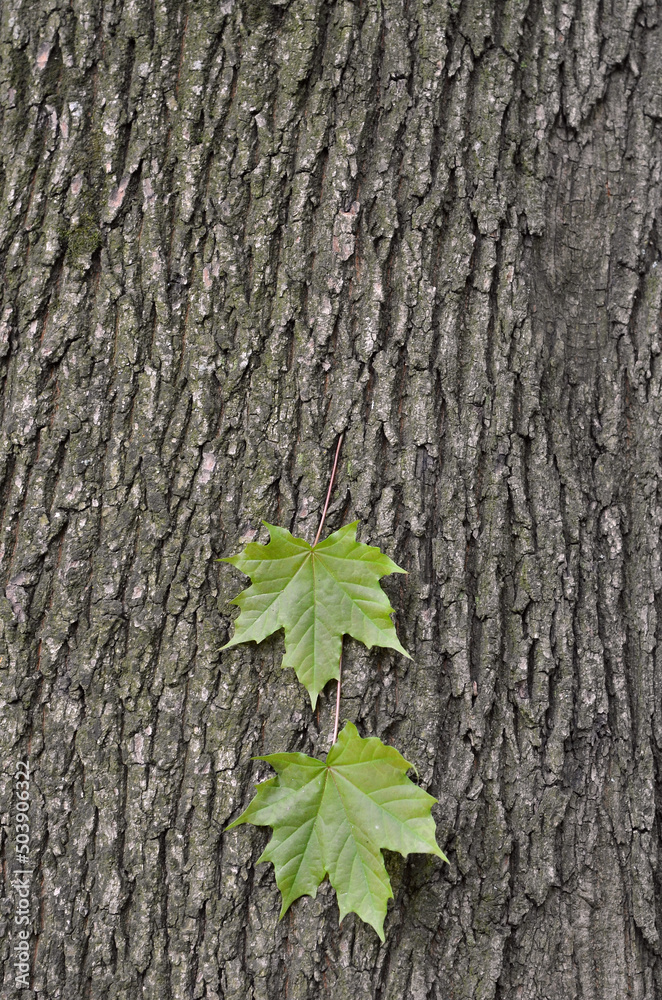 Young maple leaves and maple tree trunk with bark in springtime.  Tree bark background close up . Growing tree and landscaping concept. Free copy space