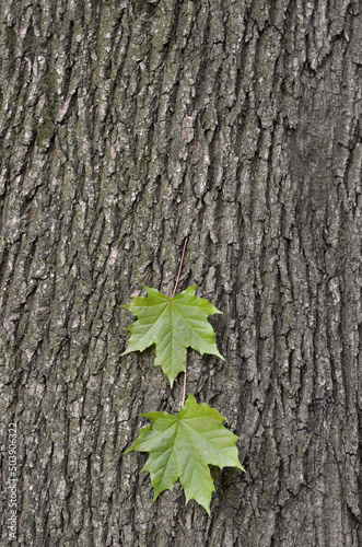 Young maple leaves and maple tree trunk with bark in springtime. Tree bark background close up . Growing tree and landscaping concept. Free copy space