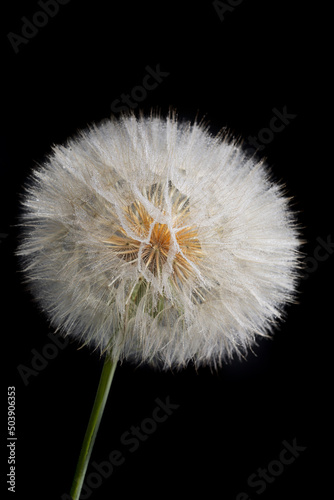 Elegant white flower in the form of a dandelion ball with seeds on a dark background.