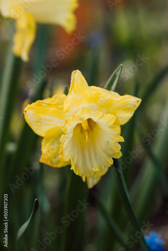 One beautiful yellow daffodil with greenery in spring