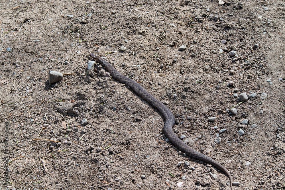 Vipera berus, the common European adder, Finland Europe Vipera berus, the common European adder, Finland Europe