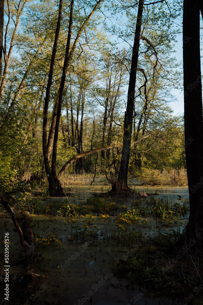 reserve in the Voronezh region habitat of turtles and beavers reserve in the Voronezh region habitat of turtles and beavers