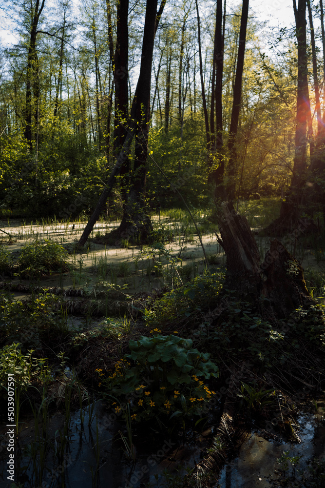 Obraz premium reserve in the Voronezh region habitat of turtles and beavers
