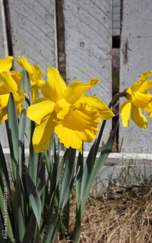 daffodils in bloom in sunny garden
