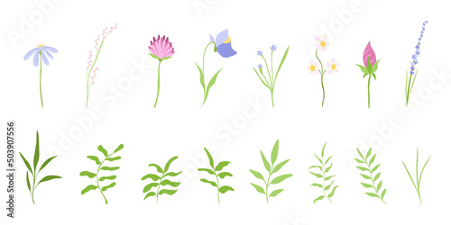Flowers and green plants. Set of floral elements. Vector illustration