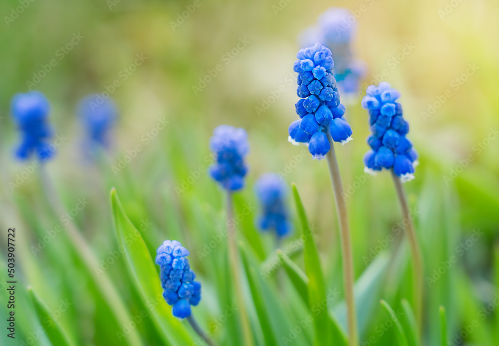 Soft focus of grape hyacinth or Muscari neglectum dark blue color, urn-shaped cultivated flowers arranged in a dense spike, blooming among green grass in outdoor garden in spring or summer season Soft focus of grape hyacinth or Muscari neglectum dark blue color, urn-shaped cultivated flowers arranged in a dense spike, blooming among green grass in outdoor garden in spring or summer season