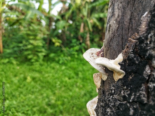 Mushrooms stick to tree trunks