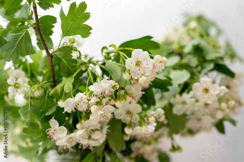 bloomin tree branch in spring white flowers spring background