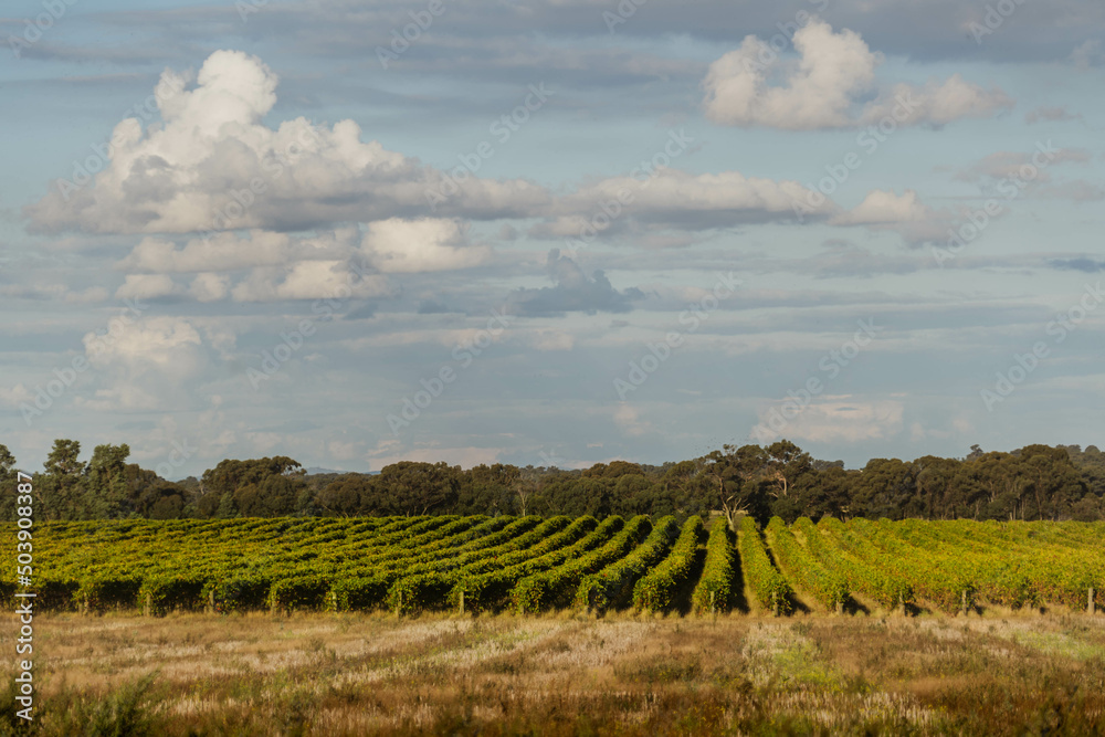 vineyard landscape 
