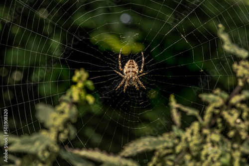 Close-up of a Spider on a web