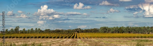 panoramic vineyard