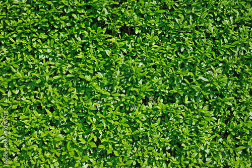 Liguster, Ligustrum, als Hecke geschnitten photo