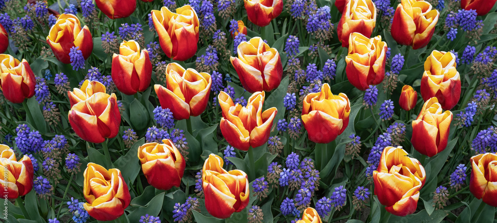 Flower background - Bed of blooming grape hyacinths and tulips