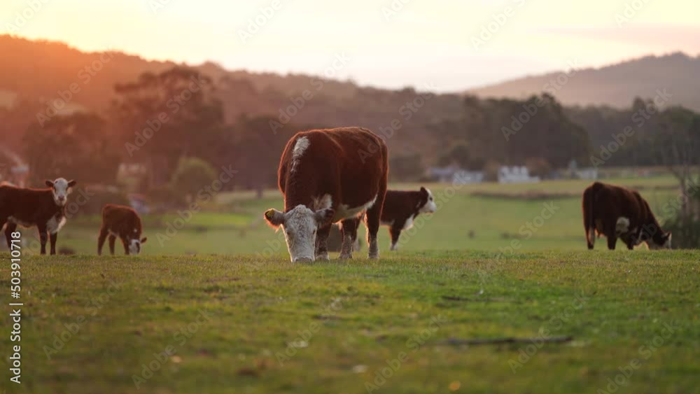 Vidéo Stock Portrait of Hereford cow in a field on a agricultural farm ...