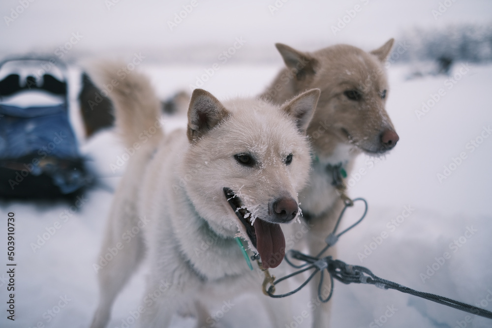 Naklejka premium Huskies