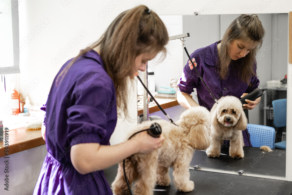 A young beautiful hairdresser girl in a blue uniform gives a haircut to a cute little dog of the Maltipoo breed in the salon. Grooming. Small business