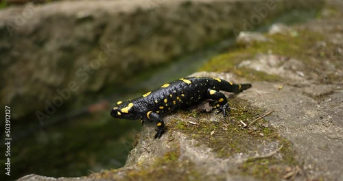 wildlife animals, poison, rare, wild salamander, animals, isolated, warning, wet, skin, toxic, natural, yellow, black, landscape, water, outdoor, species, fauna, animal, forest, salamander, salamandra