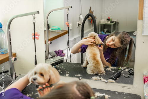A young beautiful hairdresser girl in a blue uniform gives a haircut to a cute little dog of the Maltipoo breed in the salon. Grooming. Small business