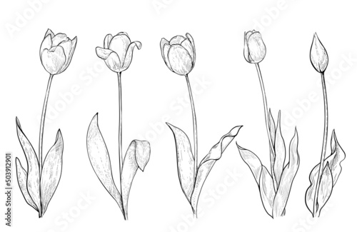 Set of tulips drawing line art on white, vector illustration