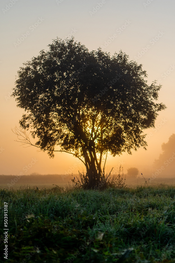 A lone tree in the fog during sunrise in a river valley.