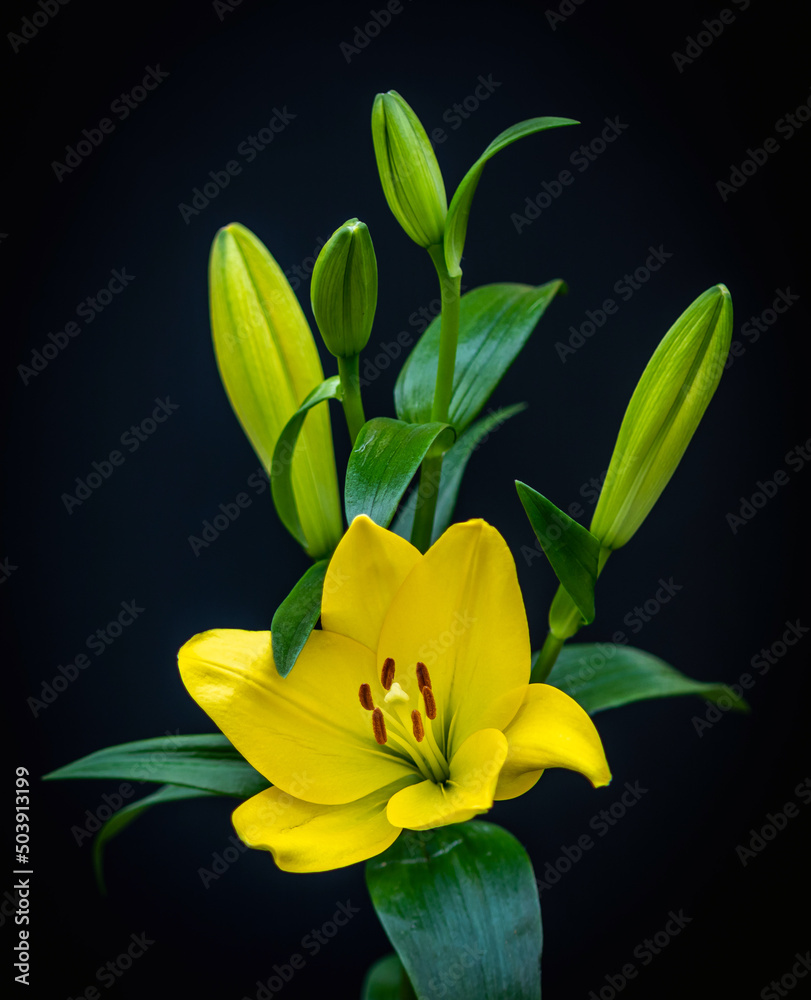 Fototapeta premium yellow lily on black background