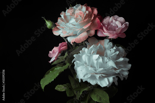 White and red roses on a black background, bouquet, studio shot.