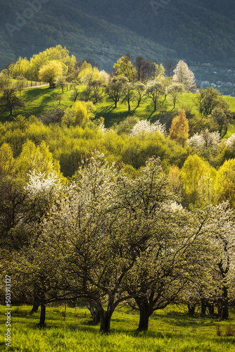 Fototapeta Naklejka Na Ścianę i Meble -  Beautiful spring scene of mountain Bran Village with colourful trees and beautiful background, Bran - Romania