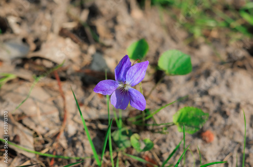 Horizontal photo of a small woodland violet in the spring sunshine