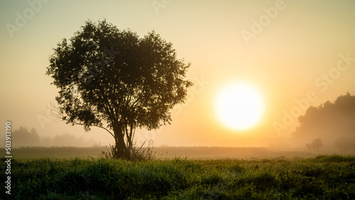 A lone tree in the fog during sunrise in a river valley.