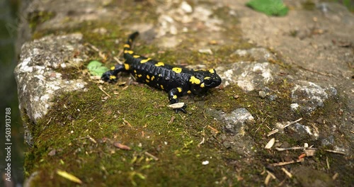 wildlife animals, poison, rare, wild salamander, animals, isolated, warning, wet, skin, toxic, natural, yellow, black, landscape, water, outdoor, species, fauna, animal, forest, salamander, salamandra