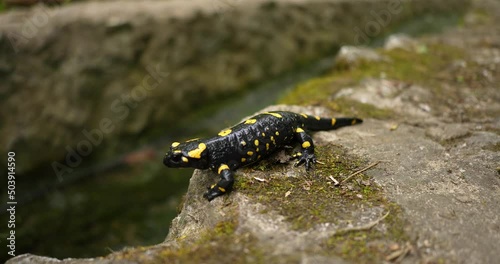 wildlife animals, poison, rare, wild salamander, animals, isolated, warning, wet, skin, toxic, natural, yellow, black, landscape, water, outdoor, species, fauna, animal, forest, salamander, salamandra