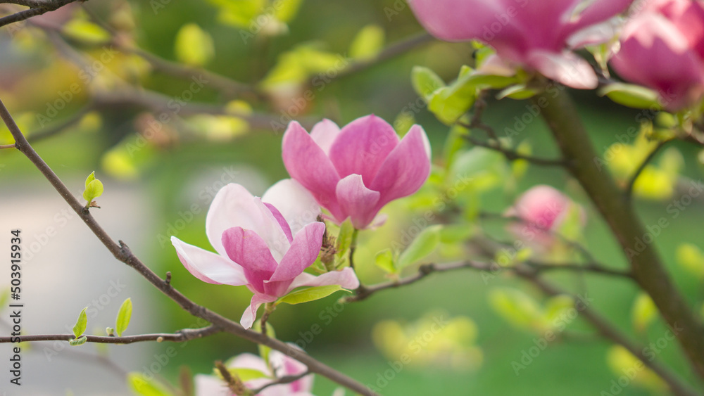 pink magnolia blossoms in spring. beautiful flowers on a branch in the morning light. Green background pink magnolia blossoms in spring. beautiful flowers on a branch in the morning light. Green background