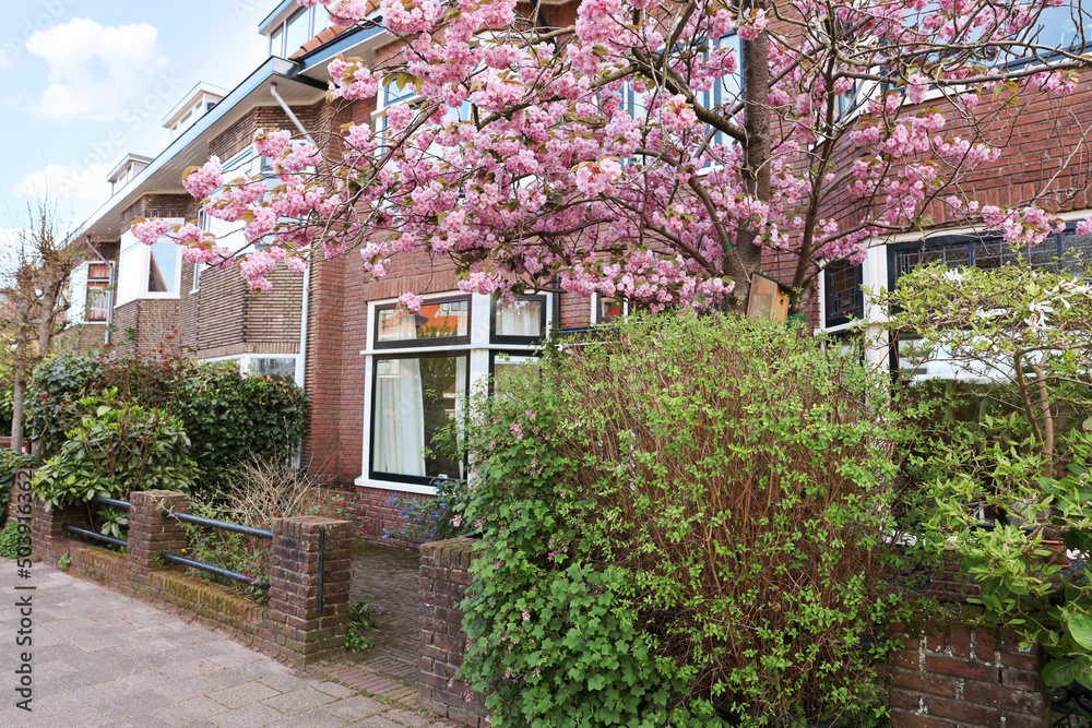 Beautiful shrubs and blossoming cherry tree near house