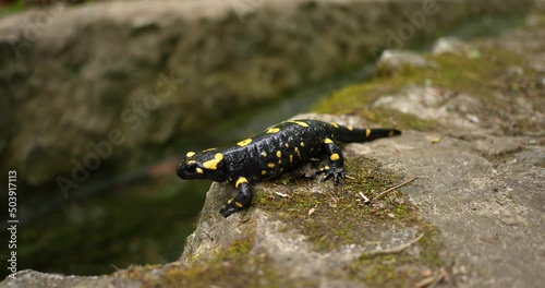wildlife animals, poison, rare, wild salamander, animals, isolated, warning, wet, skin, toxic, natural, yellow, black, landscape, water, outdoor, species, fauna, animal, forest, salamander, salamandra