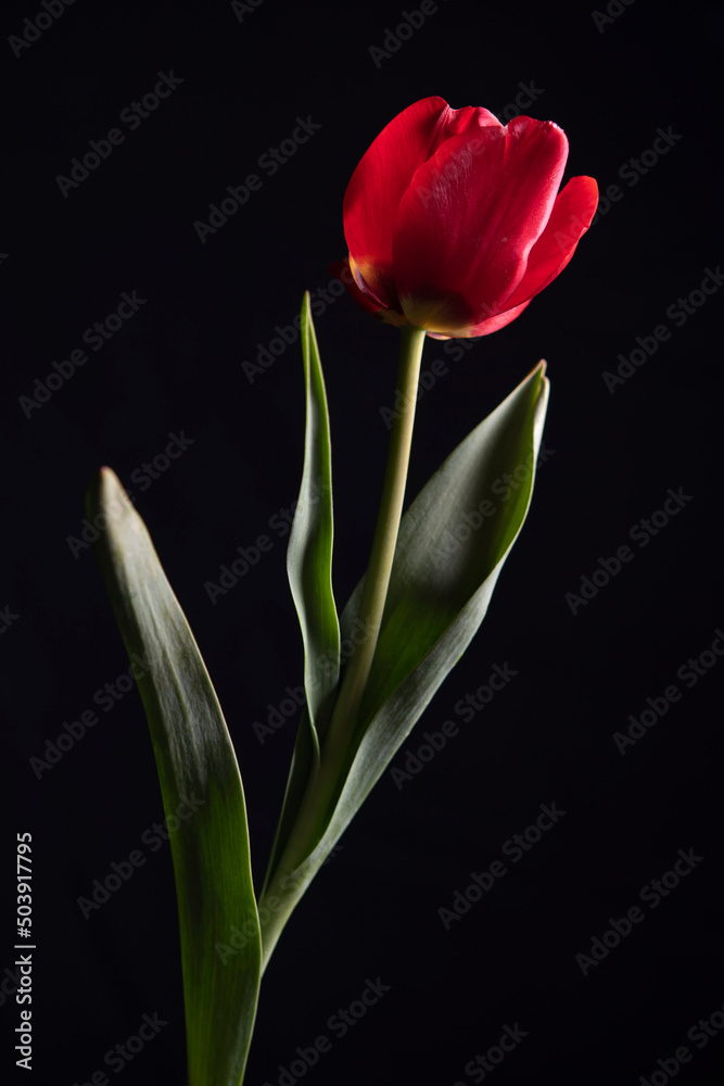Fototapeta premium photos de fleurs