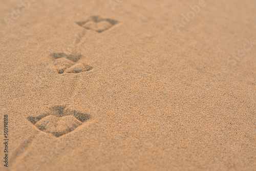 Bird tracks on beach sand, closeup. Space for text