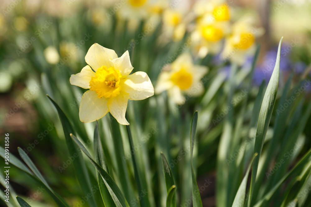 Beautiful yellow daffodil outdoors on spring day, closeup Beautiful yellow daffodil outdoors on spring day, closeup