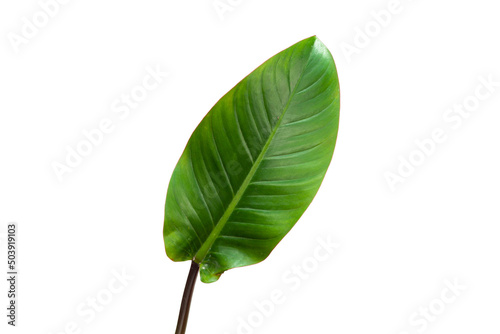 Beautiful Tropical leaf isolated on white background  Flat lay.