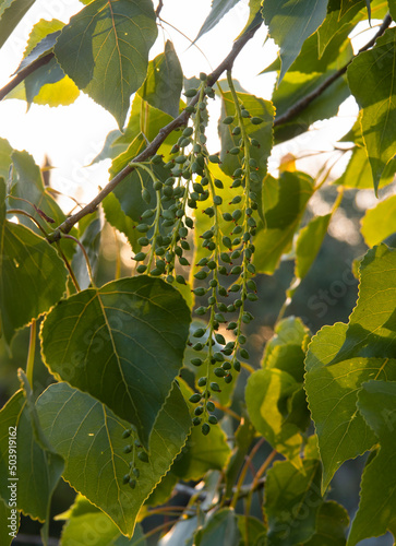Black poplar (Populus nigra) blooms in Greece